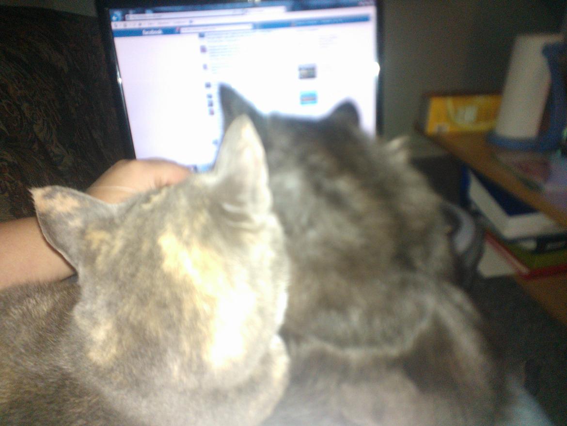 Blanding af racer Brage billede 43