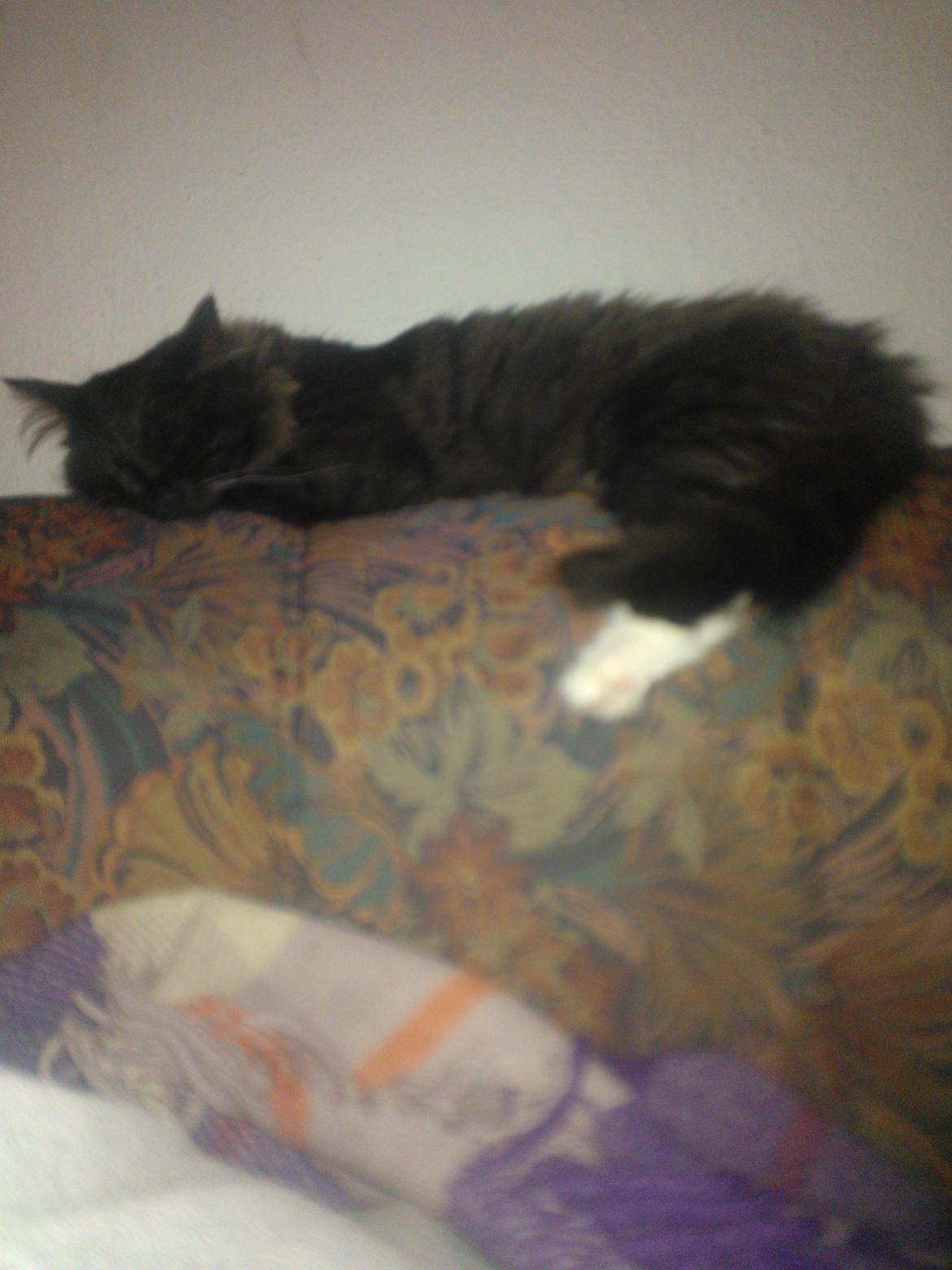 Blanding af racer Brage billede 44