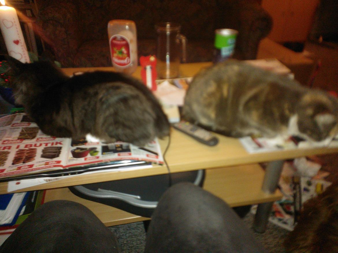 Blanding af racer Brage billede 45