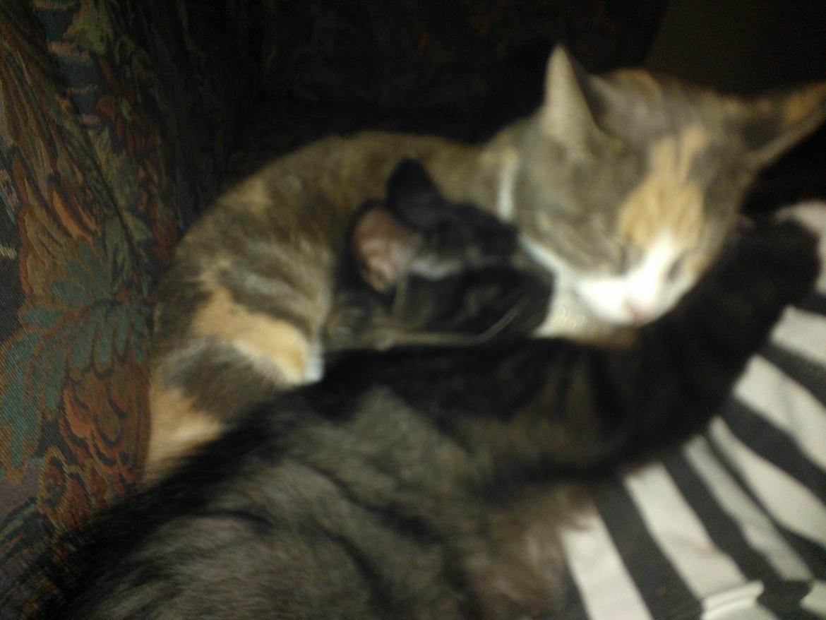 Blanding af racer Brage billede 37