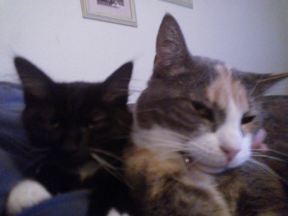 Blanding af racer Brage billede 3