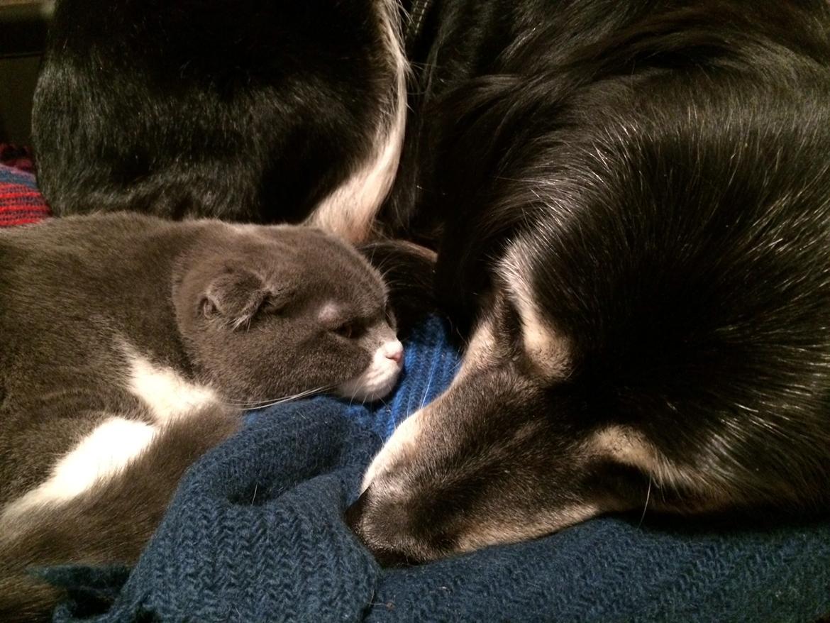 Scottish Fold Hikke billede 11