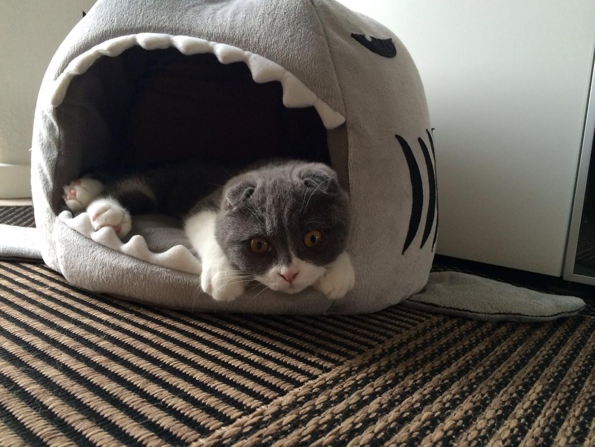 Scottish Fold Hikke billede 12