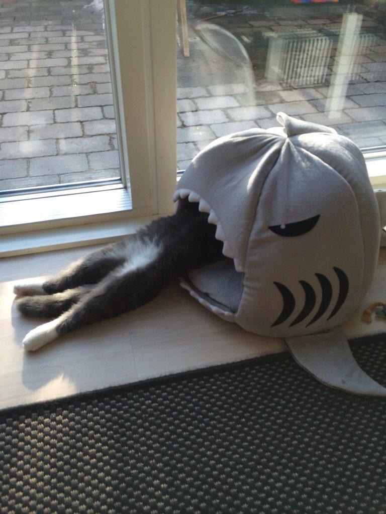 Scottish Fold Hikke billede 13