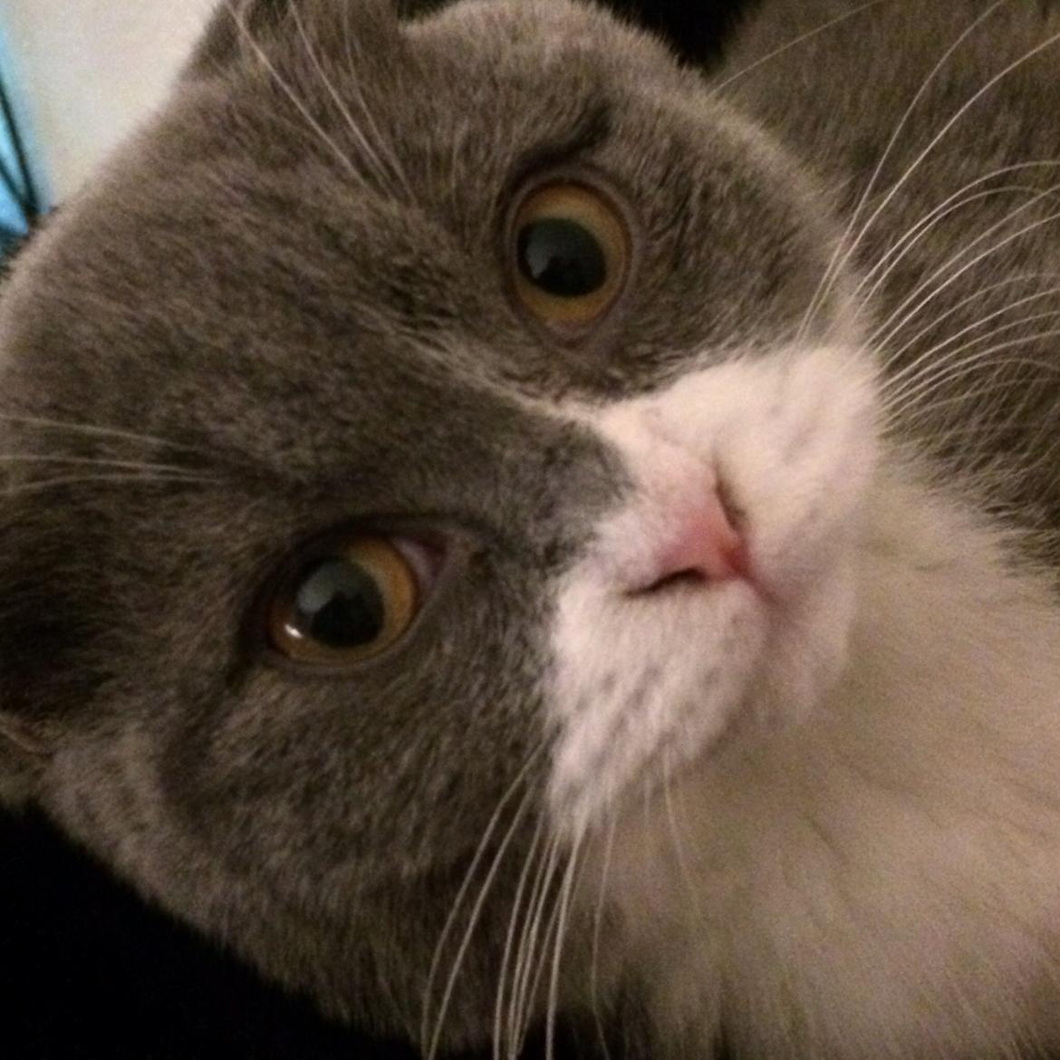 Scottish Fold Hikke billede 14