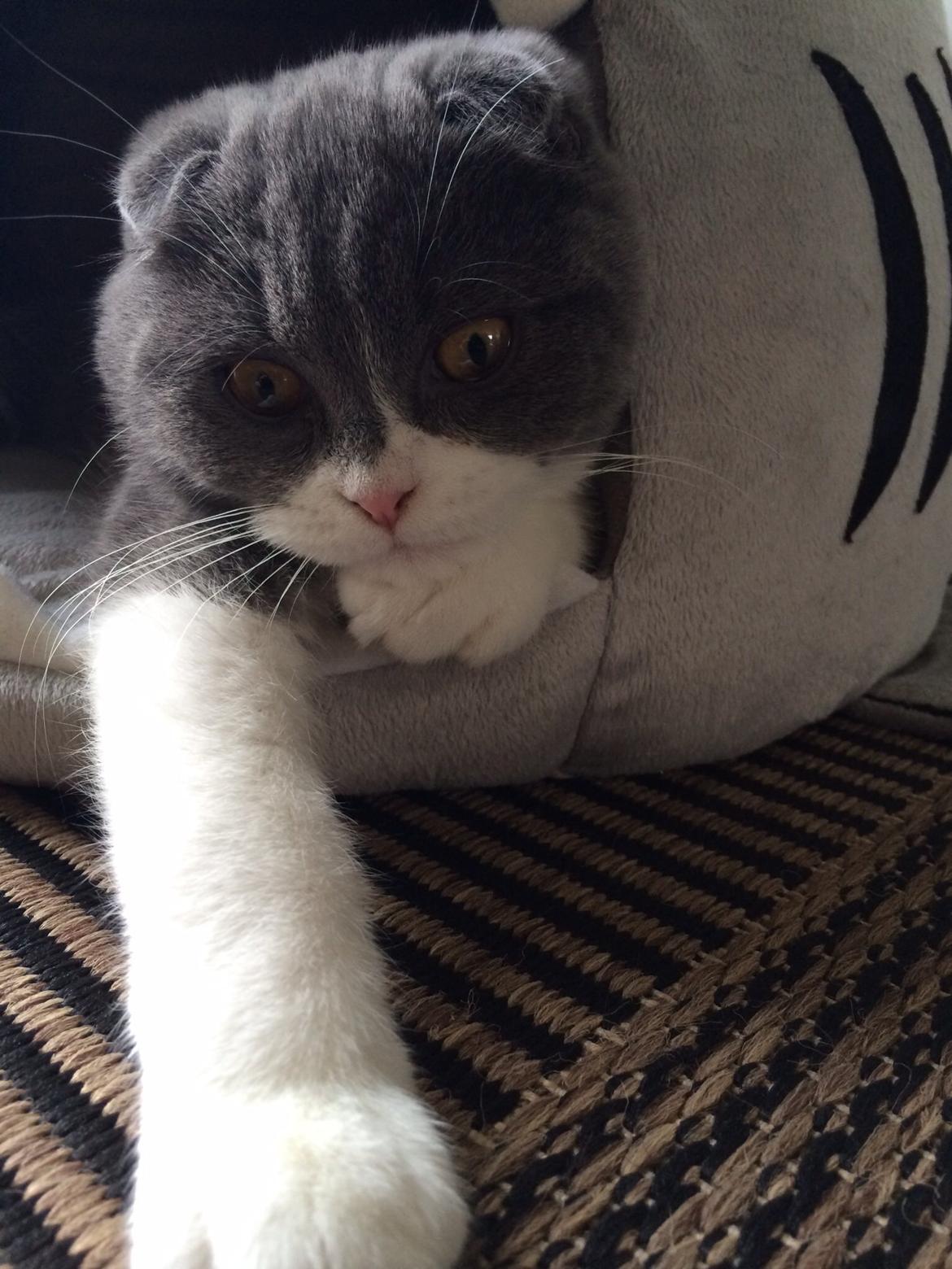 Scottish Fold Hikke billede 15