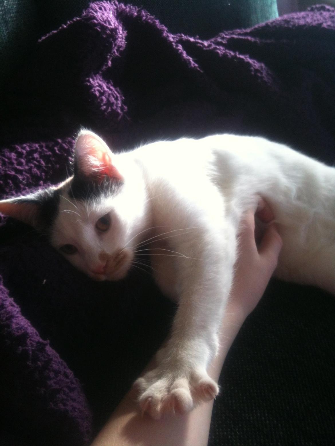 Huskat Mulle billede 1