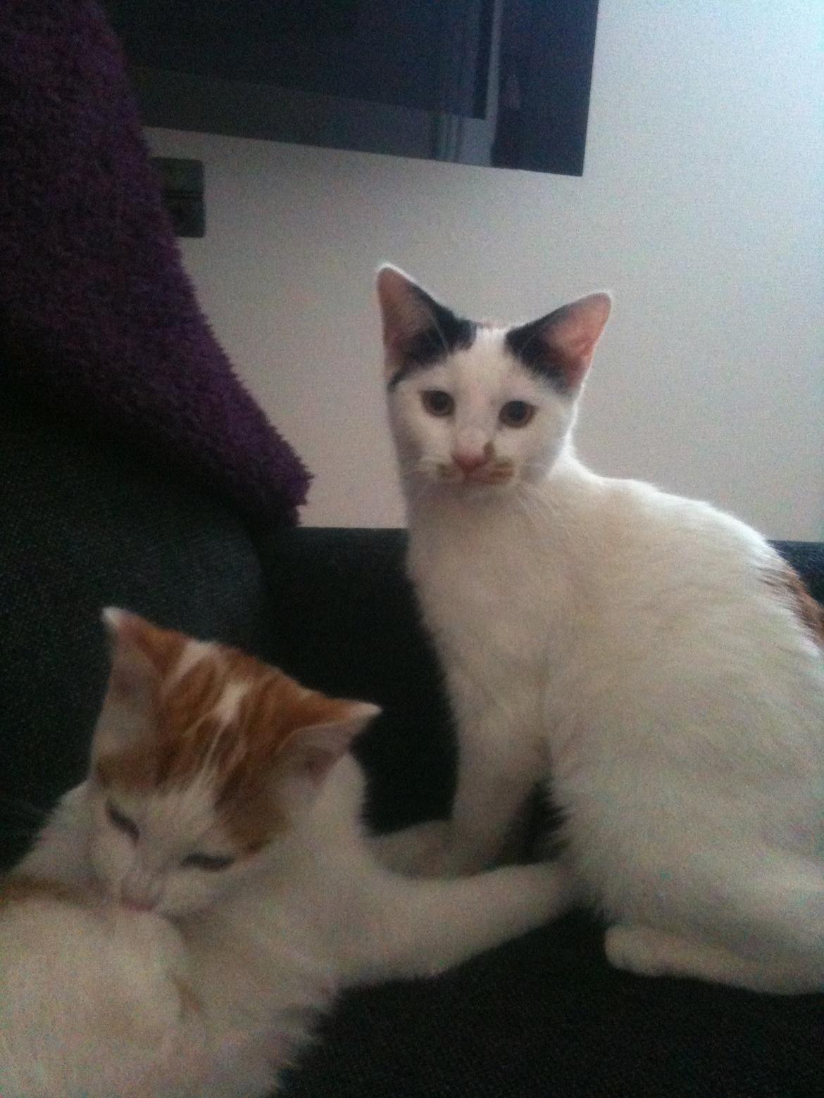 Huskat Mulle billede 2