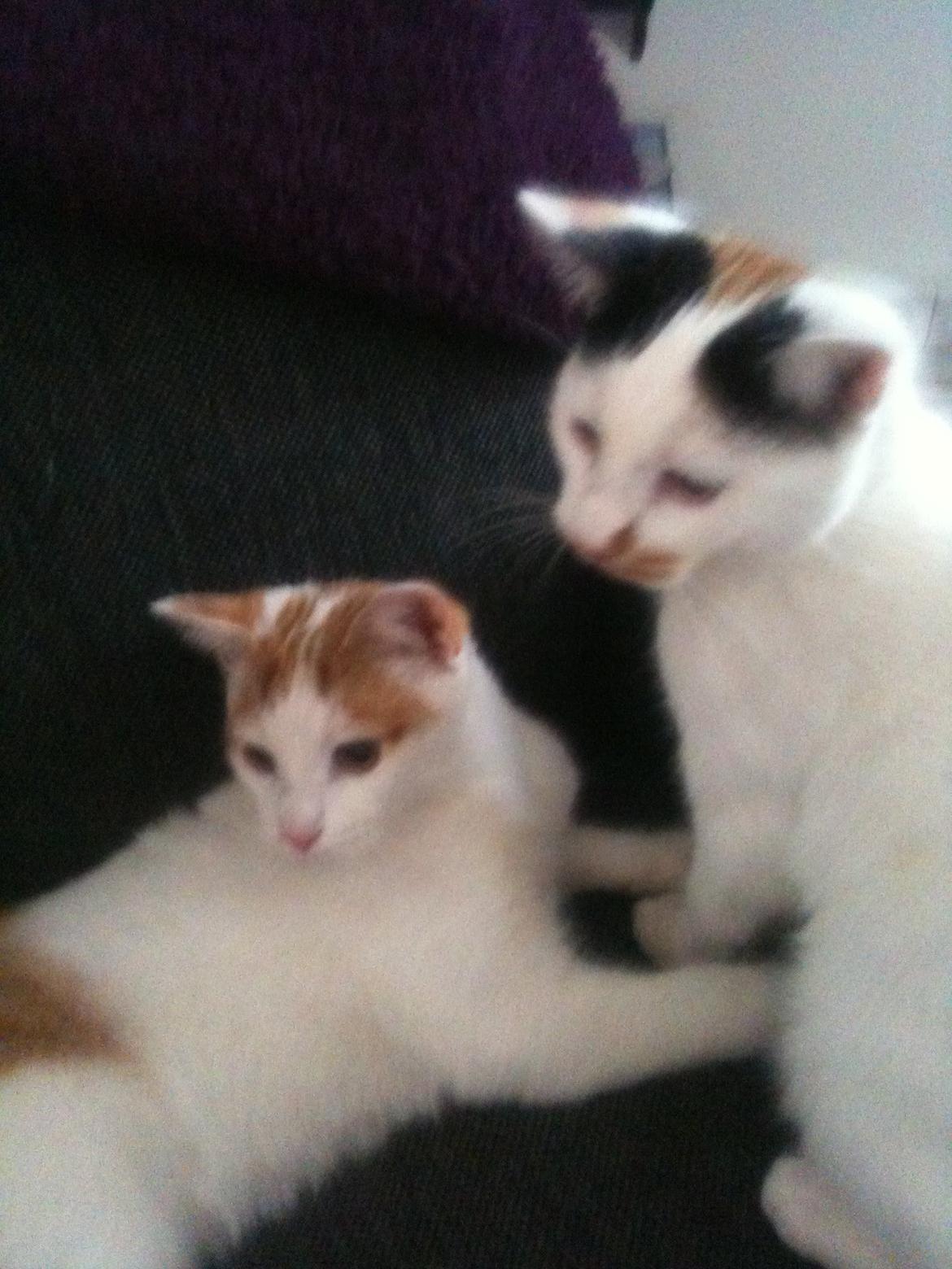 Huskat Mulle billede 3