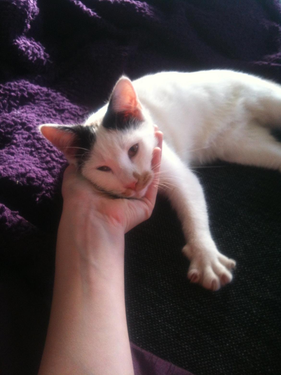 Huskat Mulle billede 4