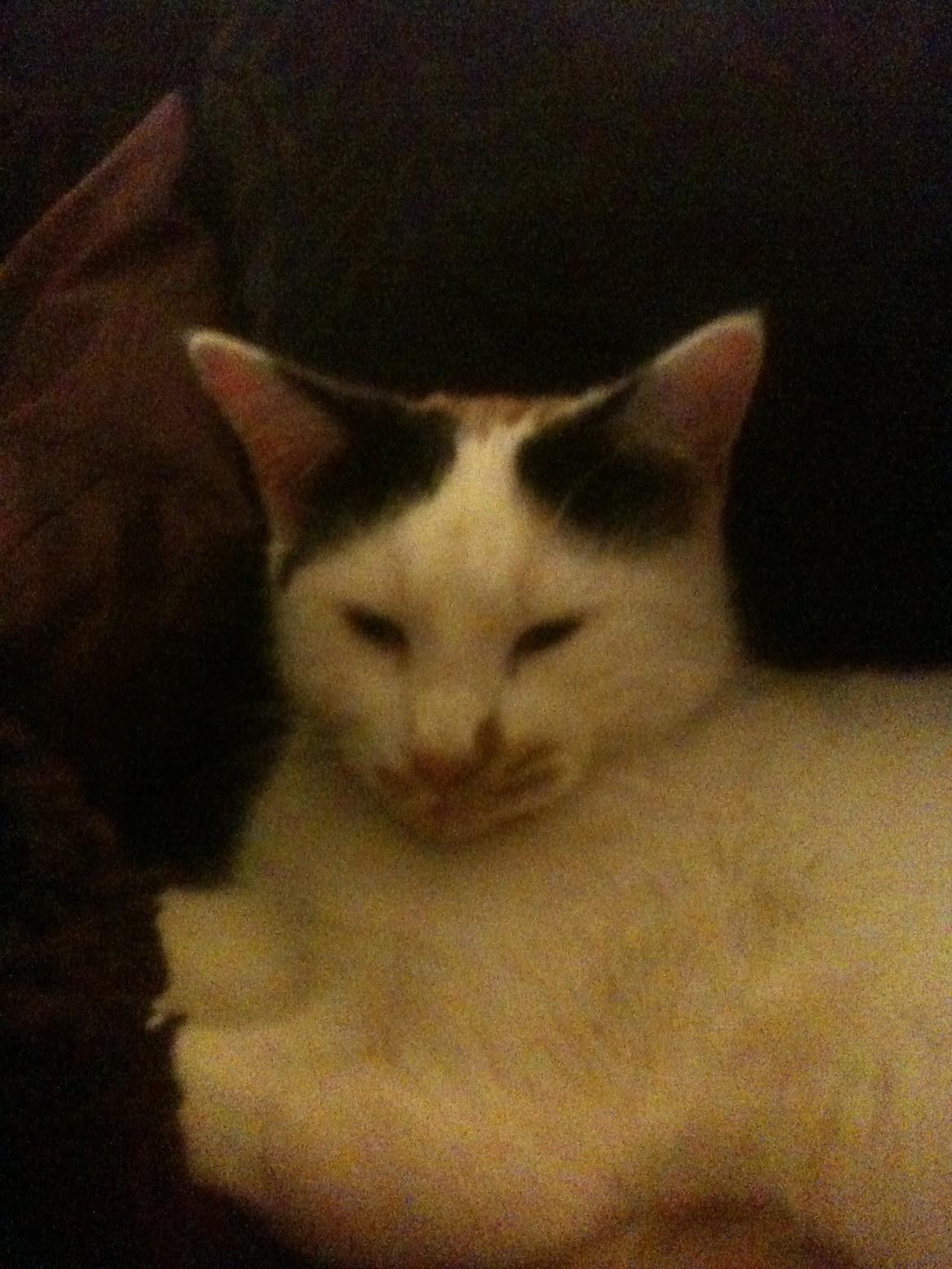 Huskat Mulle billede 5