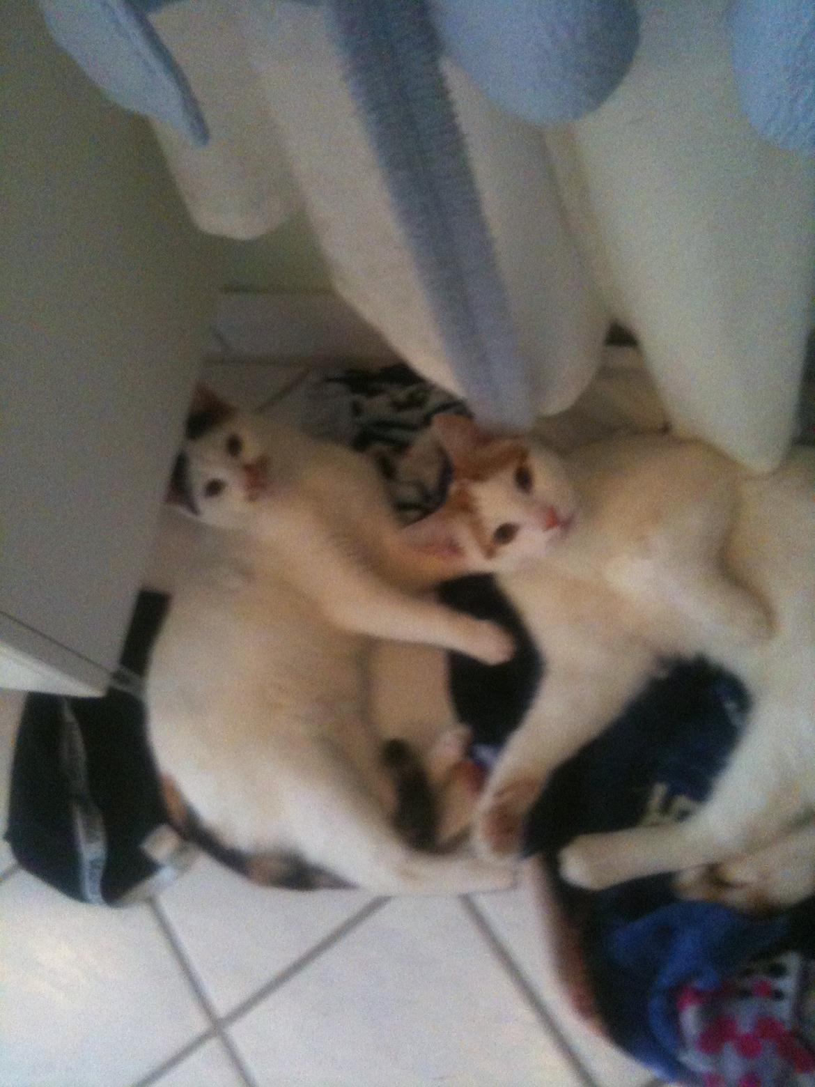 Huskat Mulle billede 6