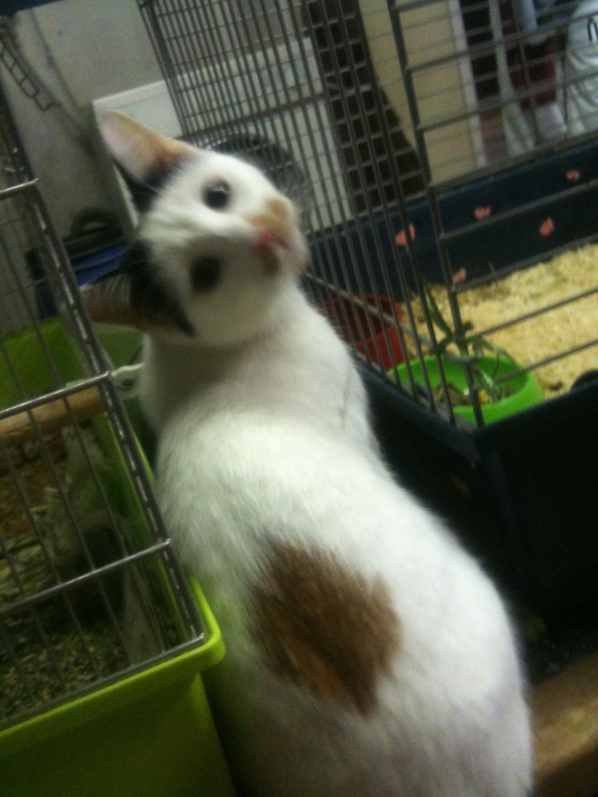 Huskat Mulle billede 7