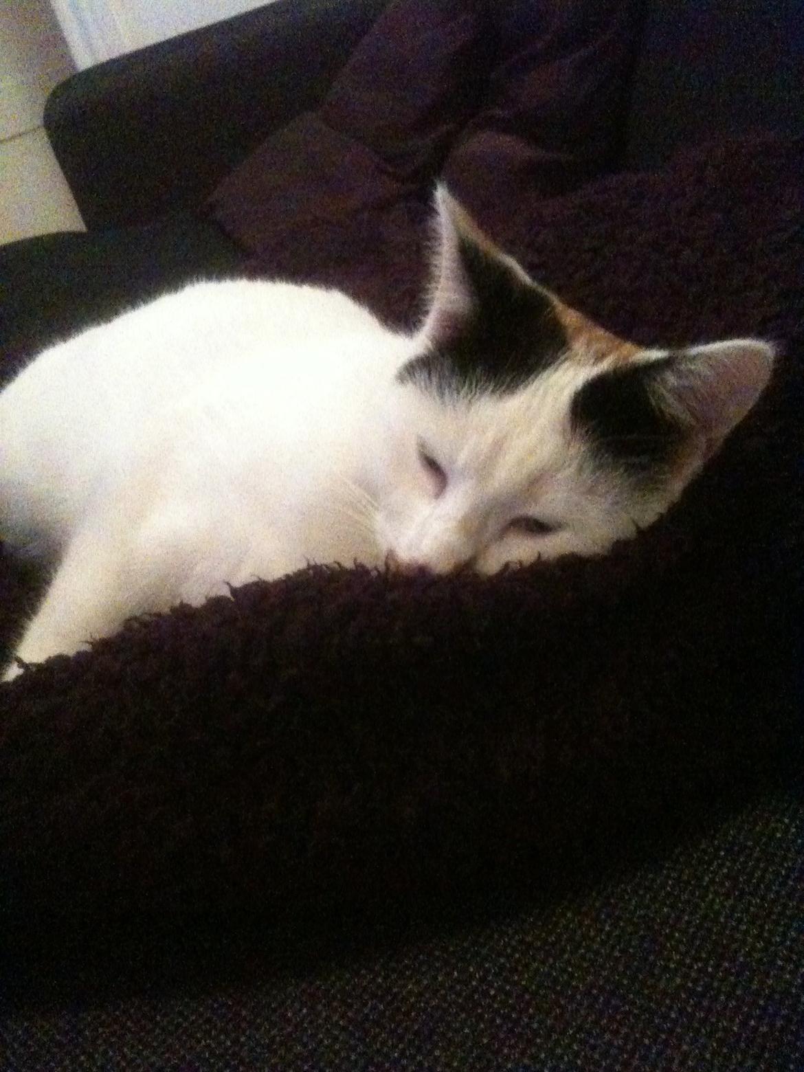 Huskat Mulle billede 8