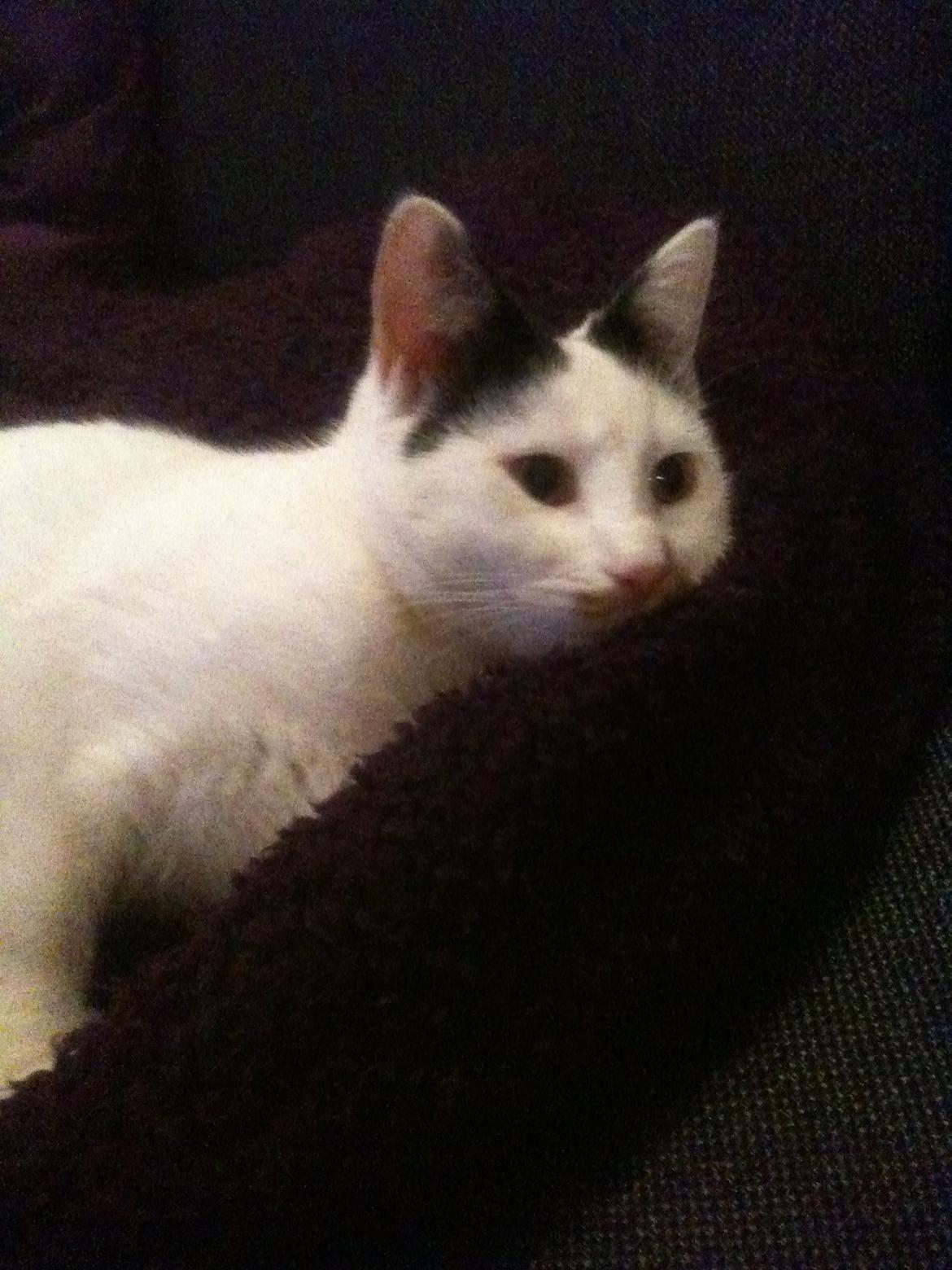 Huskat Mulle billede 9