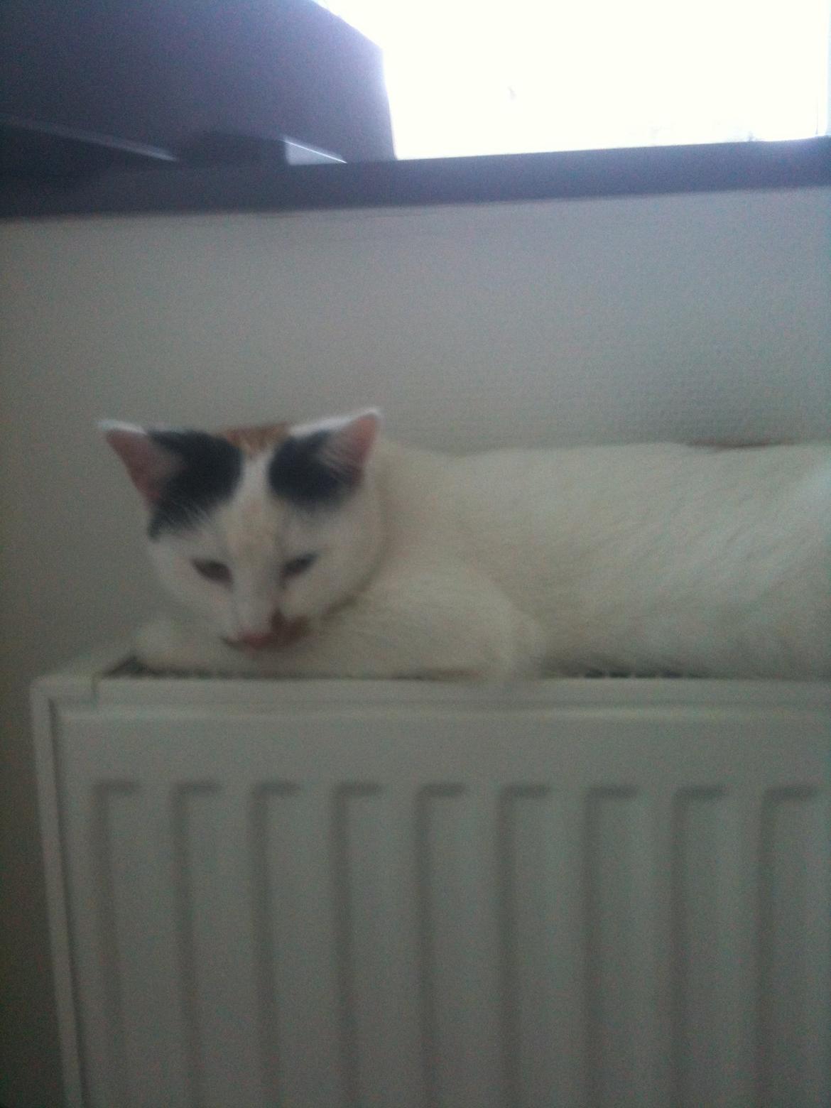 Huskat Mulle billede 10