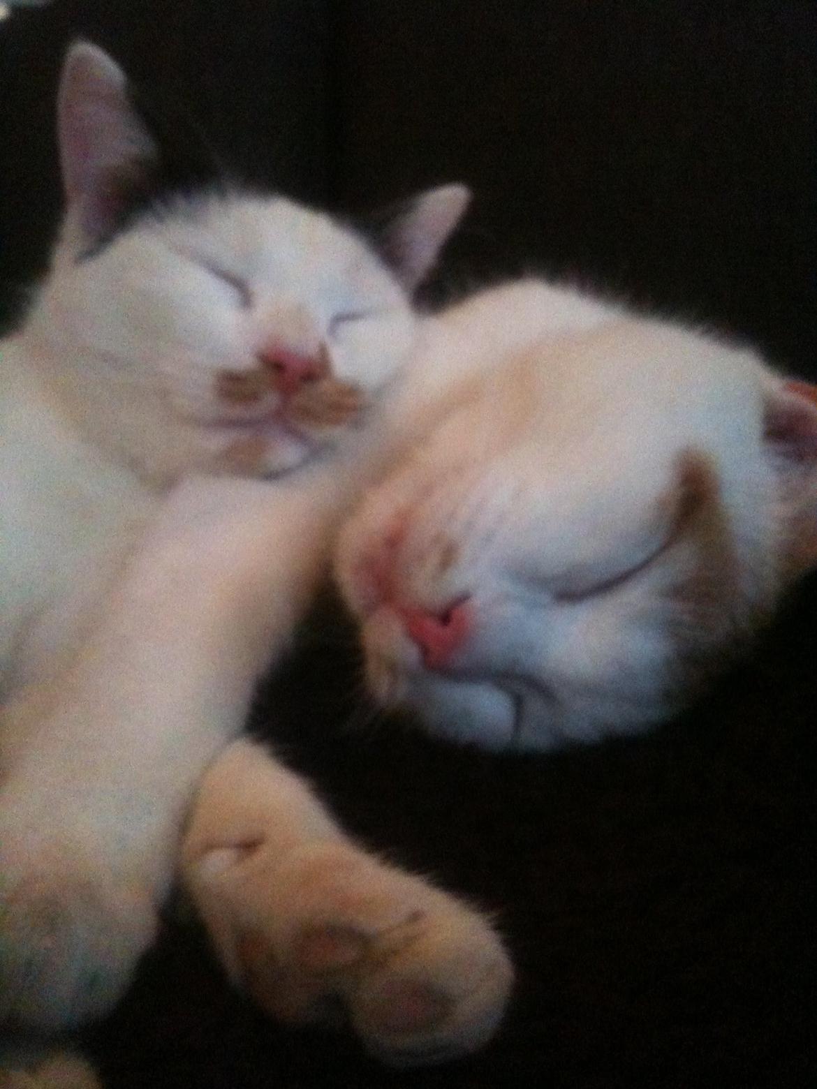 Huskat Mulle billede 11