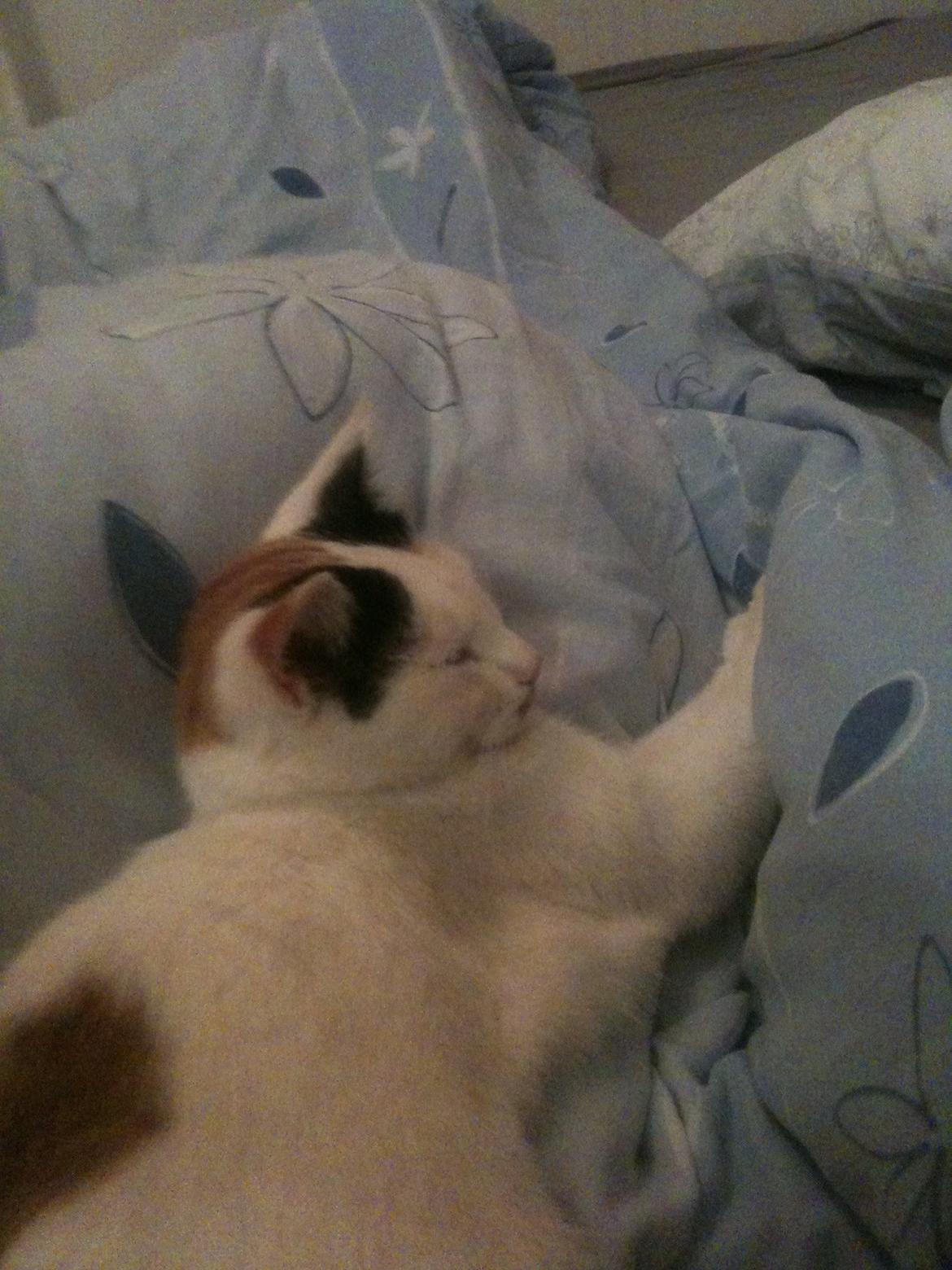 Huskat Mulle billede 13