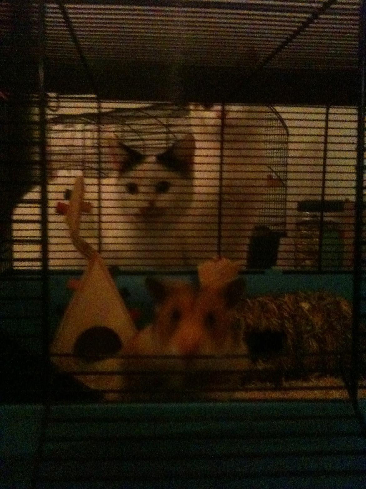 Huskat Mulle billede 14