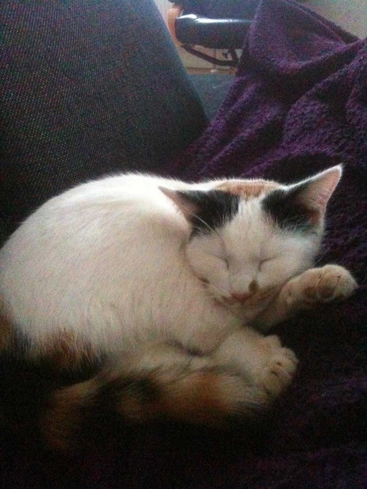 Huskat Mulle billede 15