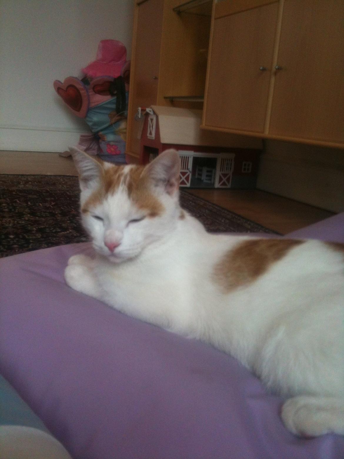 Huskat Pjevs billede 2