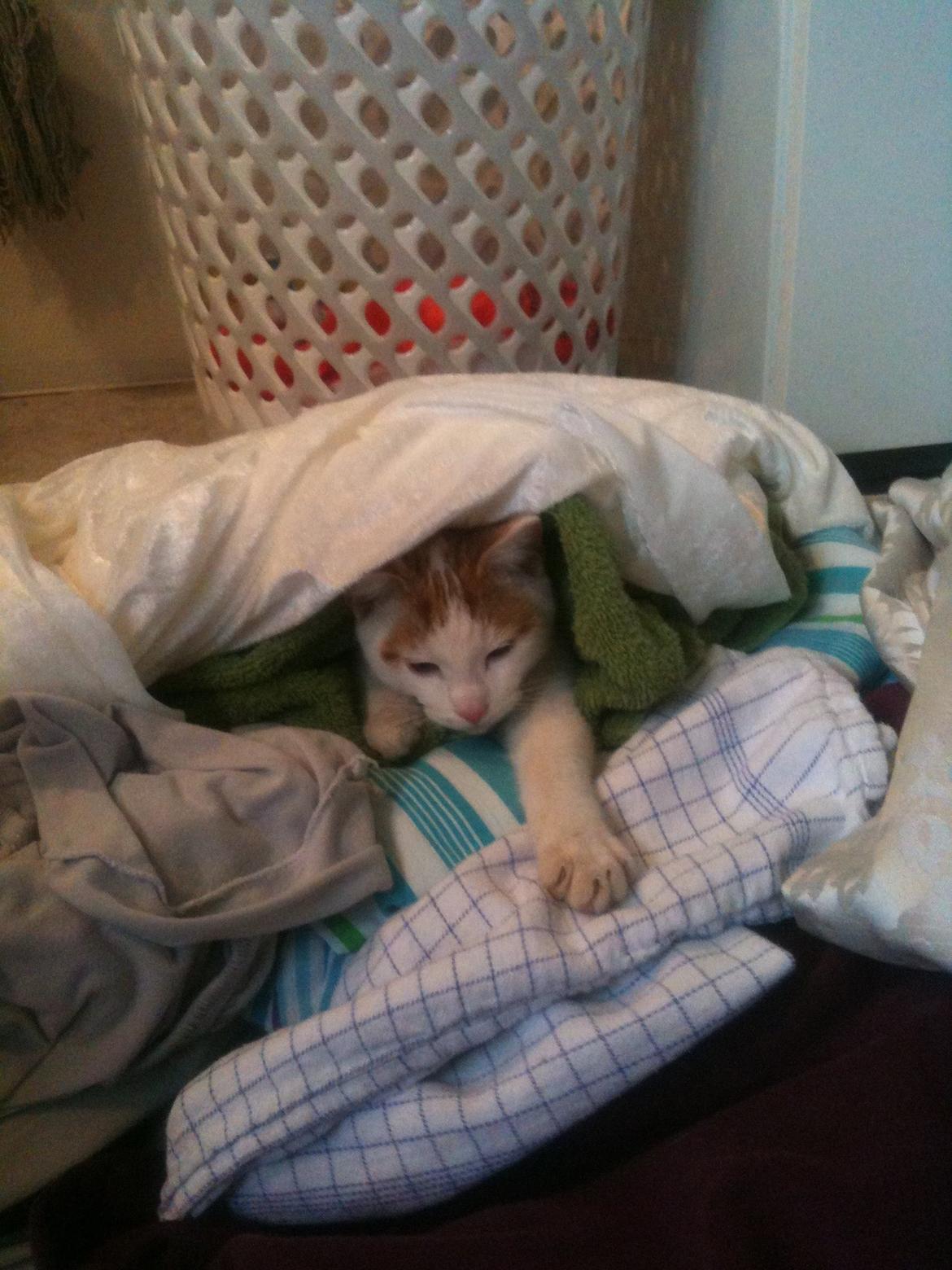 Huskat Pjevs billede 3