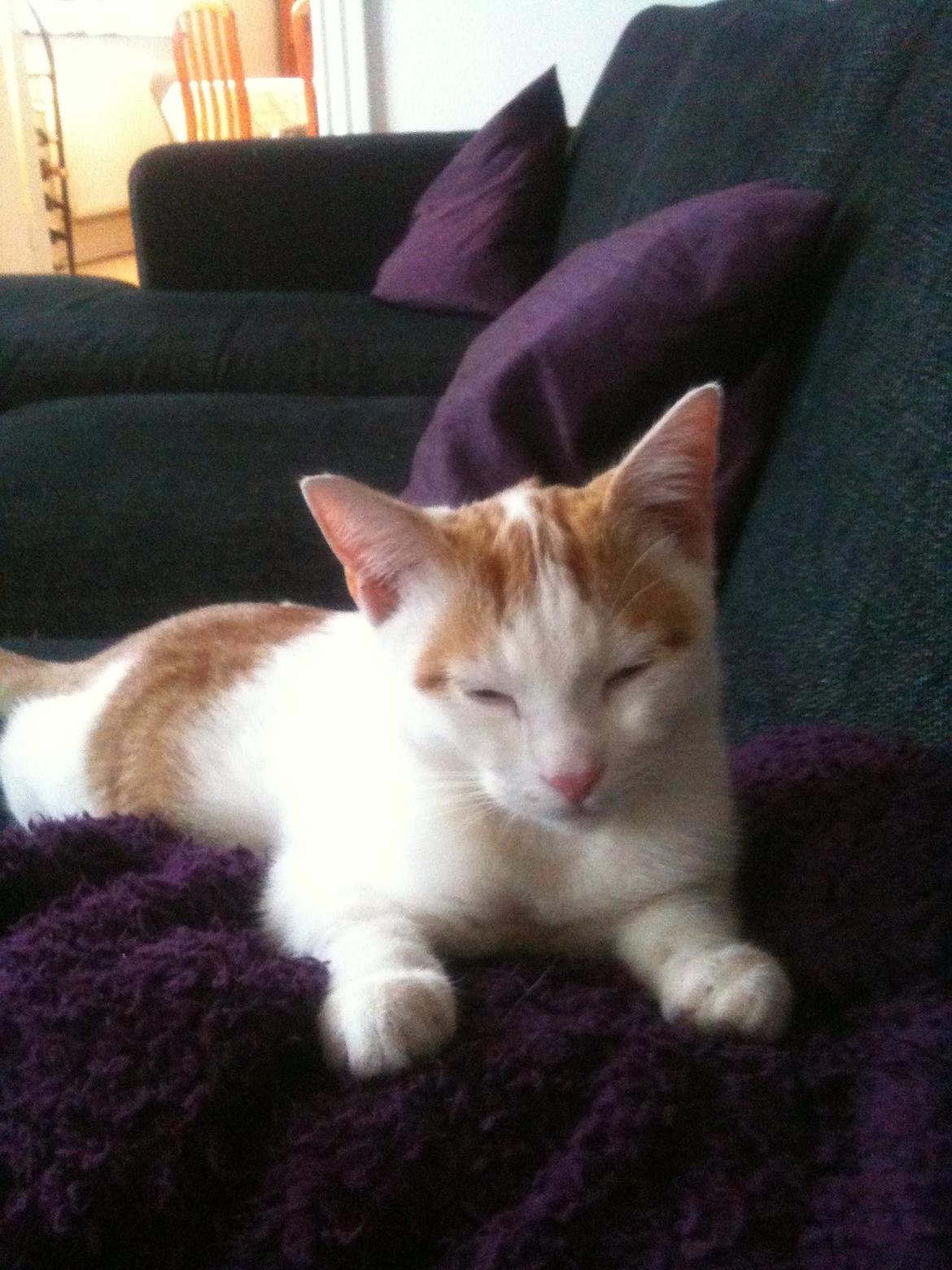 Huskat Pjevs billede 4