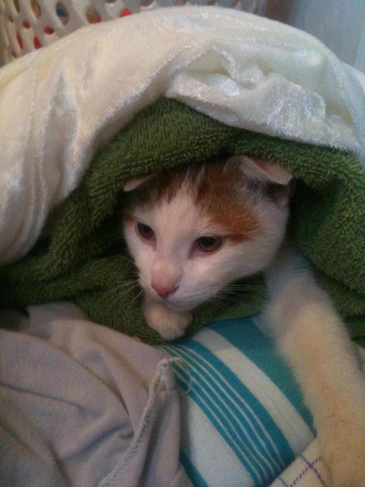 Huskat Pjevs billede 5