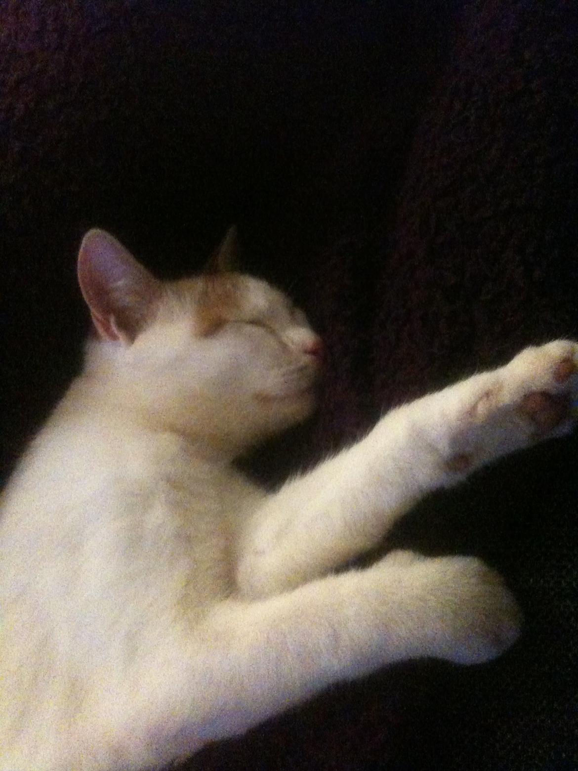 Huskat Pjevs billede 6