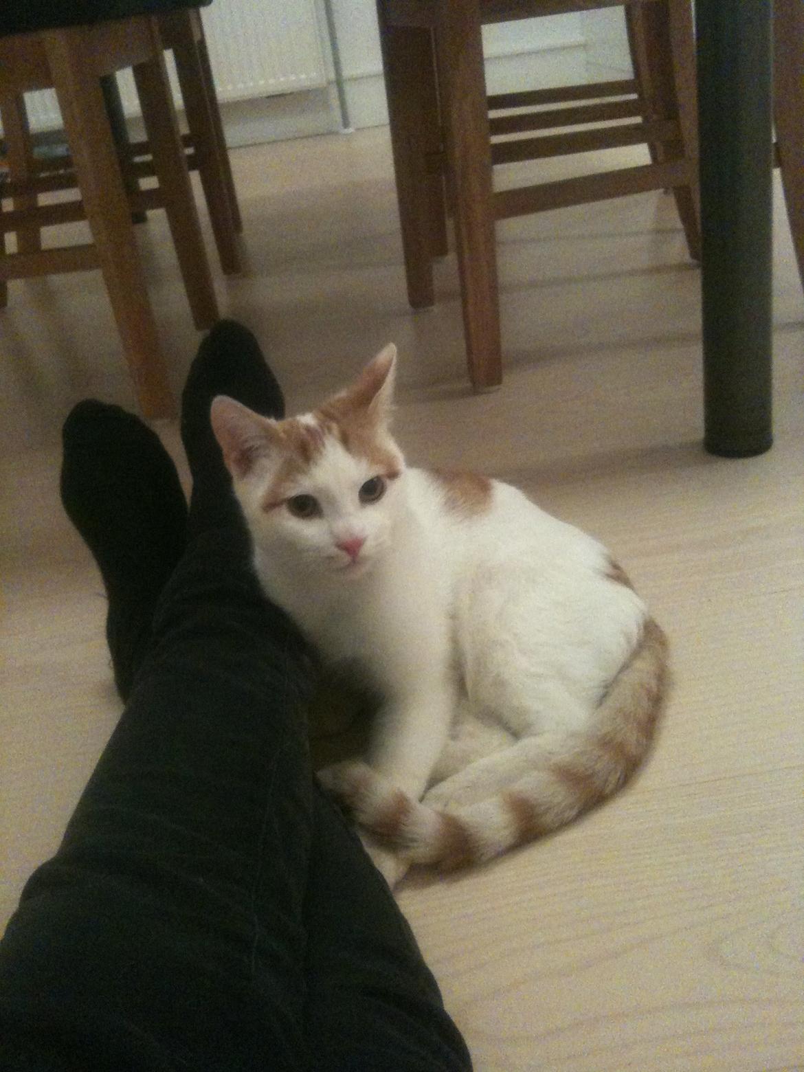 Huskat Pjevs billede 7