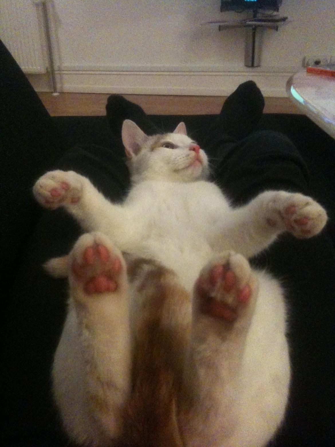 Huskat Pjevs billede 9