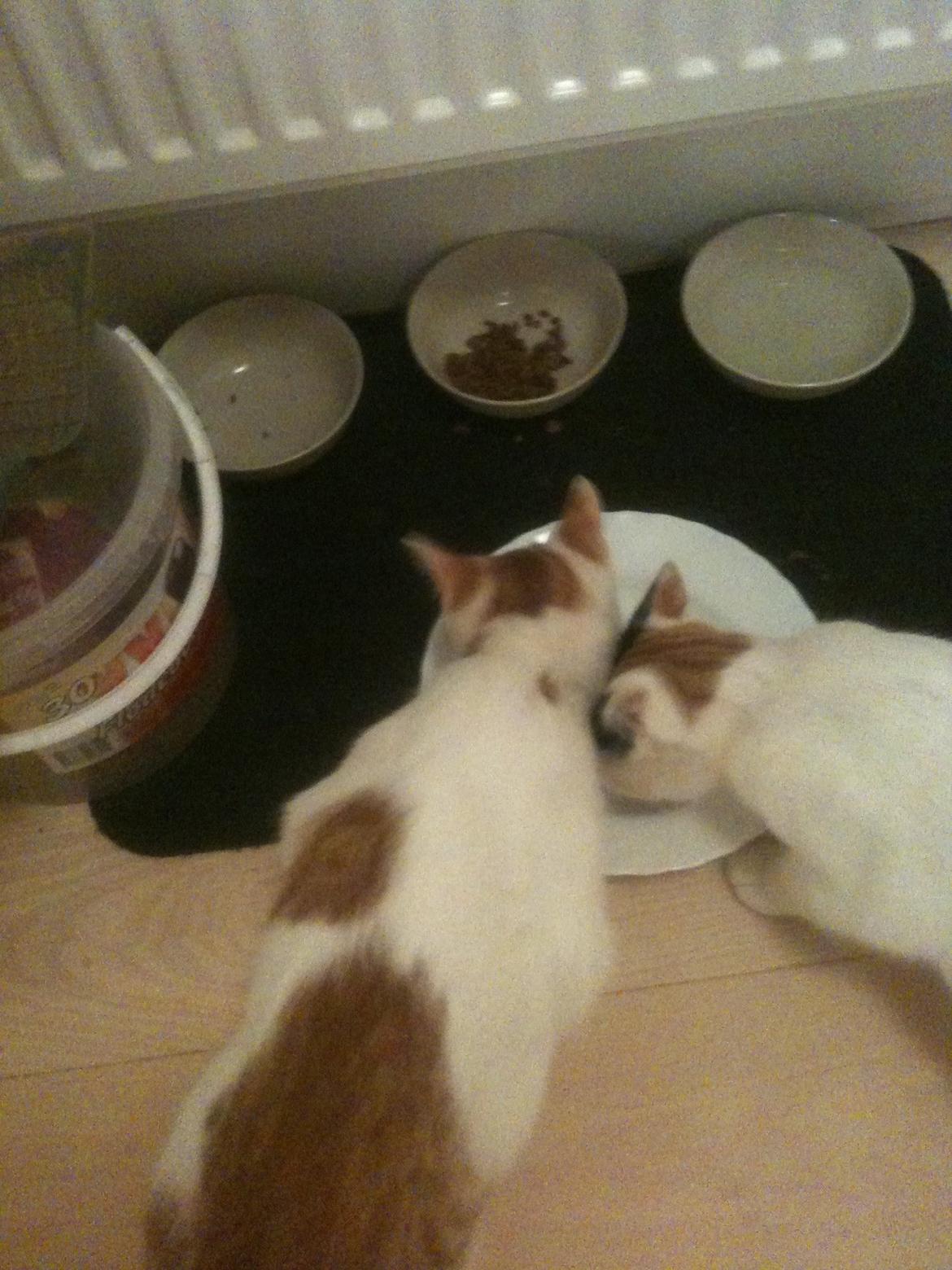 Huskat Pjevs billede 10