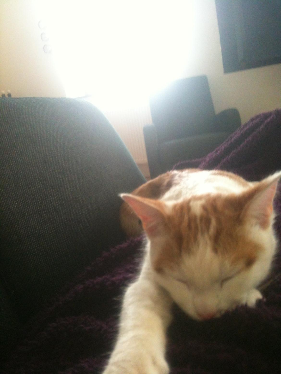 Huskat Pjevs billede 11