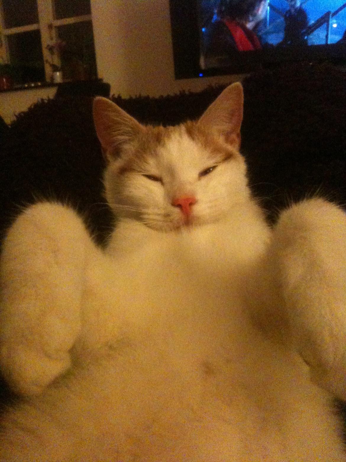 Huskat Pjevs billede 12