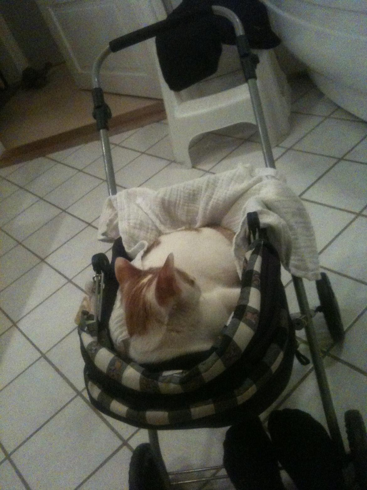 Huskat Pjevs billede 13