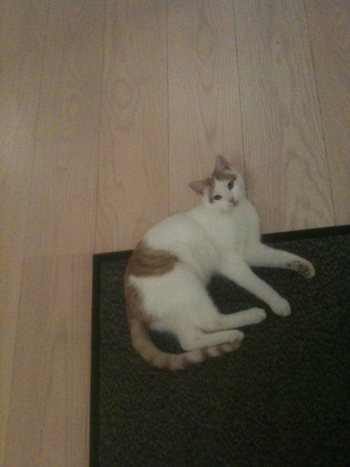 Huskat Pjevs billede 14