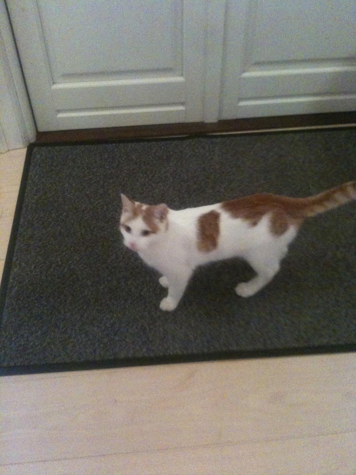 Huskat Pjevs billede 16