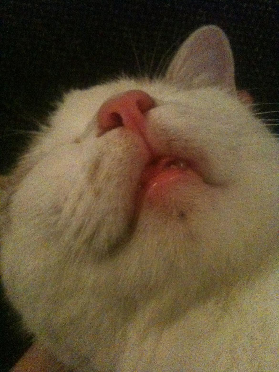 Huskat Pjevs billede 18