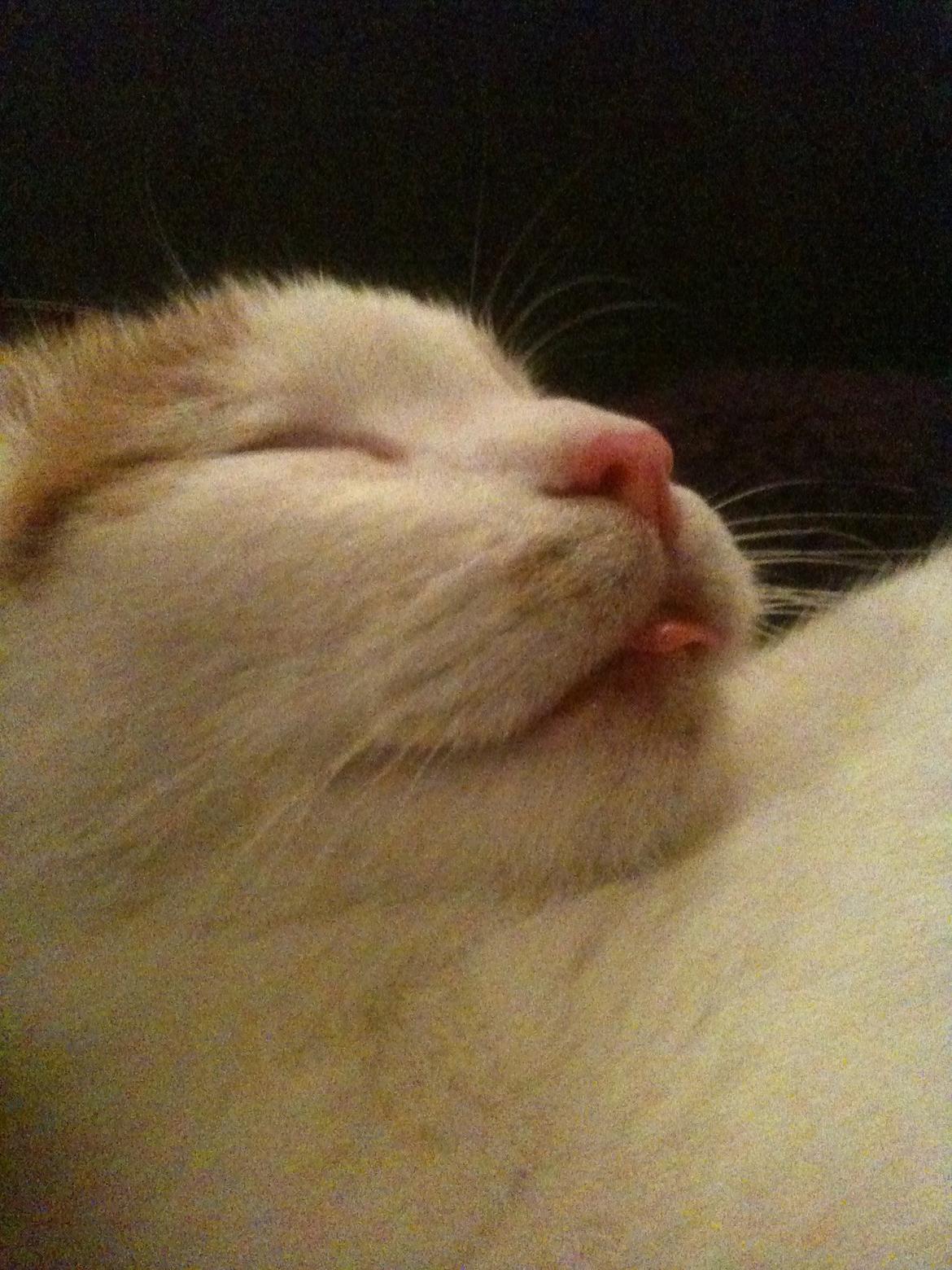 Huskat Pjevs billede 19