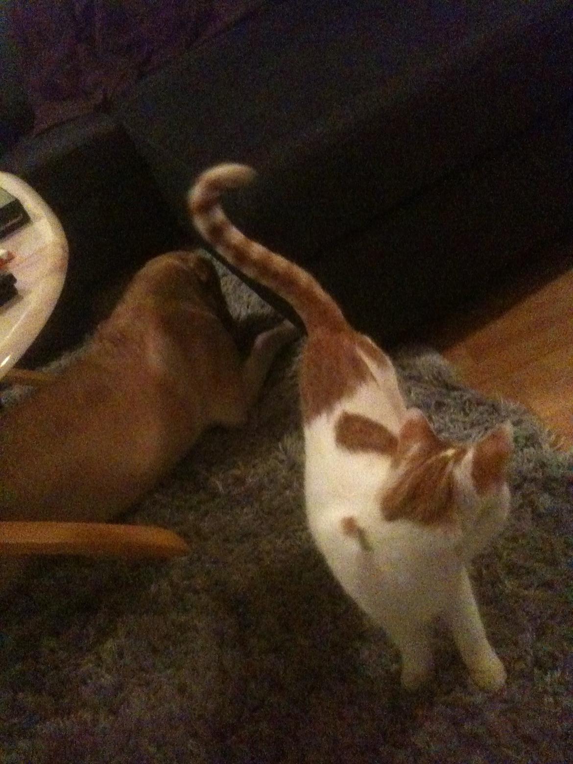 Huskat Pjevs billede 20