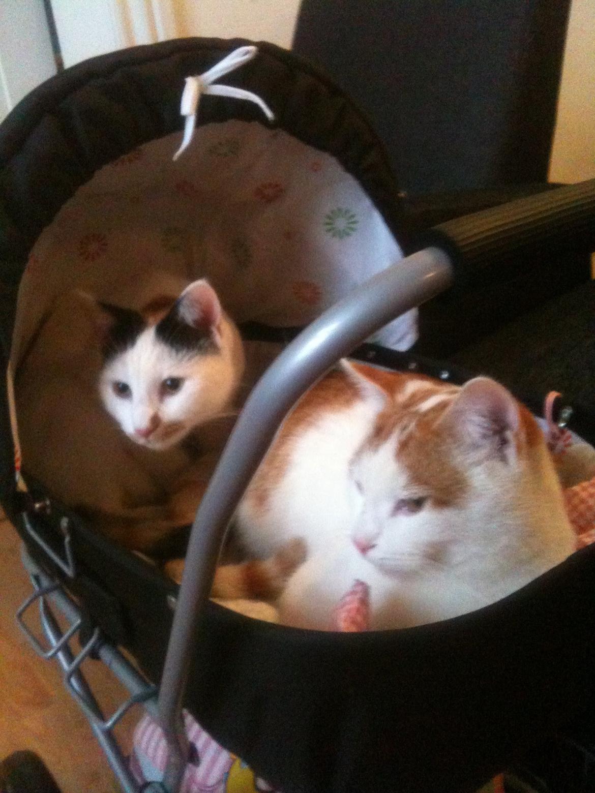 Huskat Pjevs billede 21