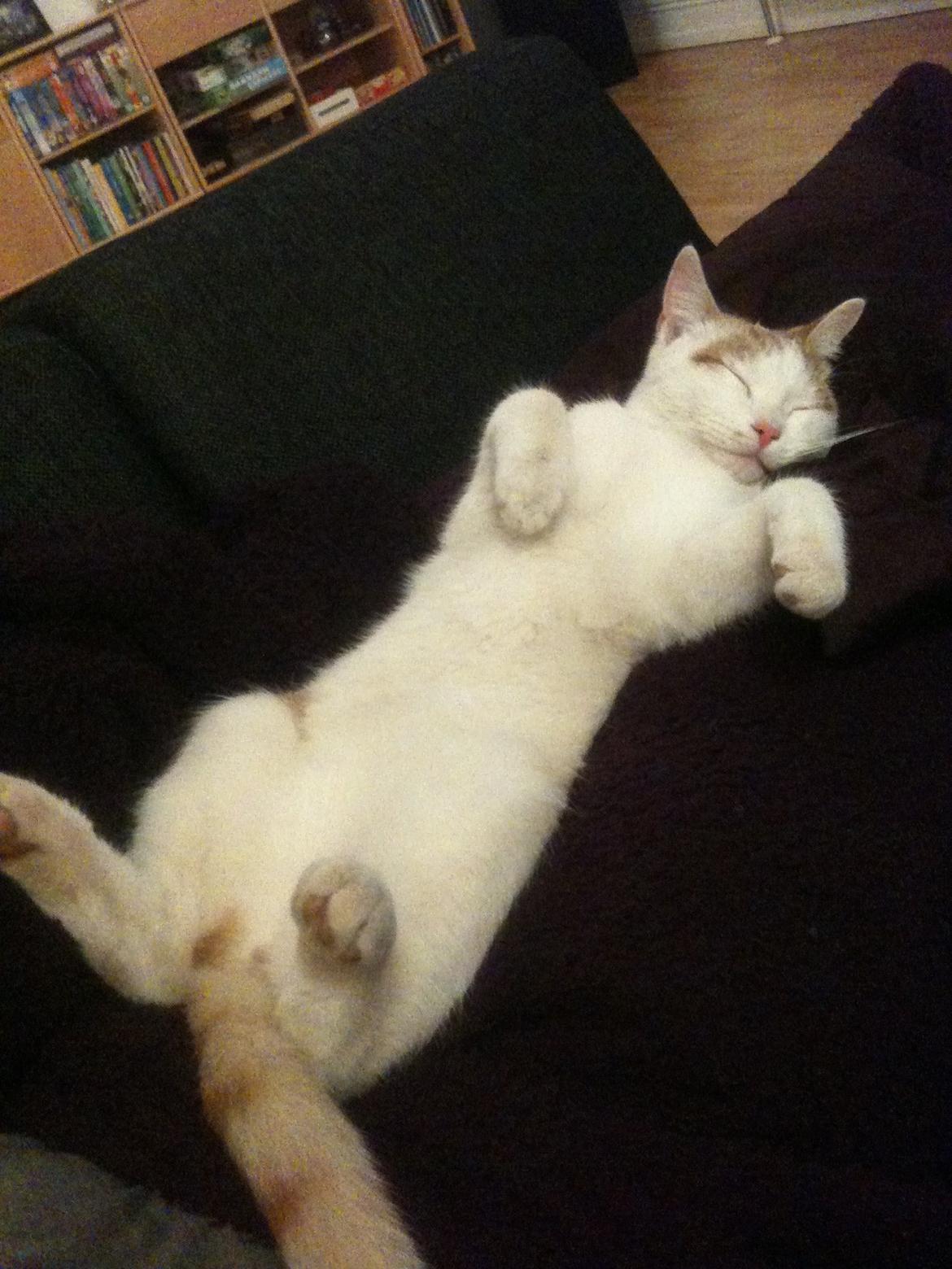 Huskat Pjevs billede 22