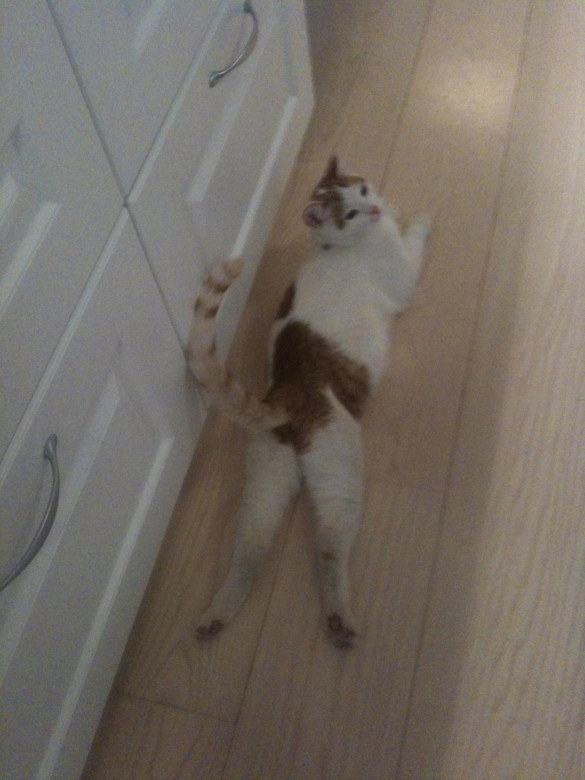 Huskat Pjevs billede 23