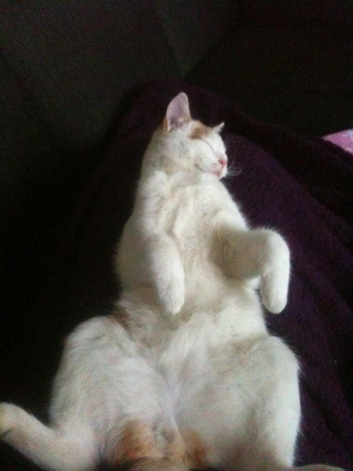 Huskat Pjevs billede 24