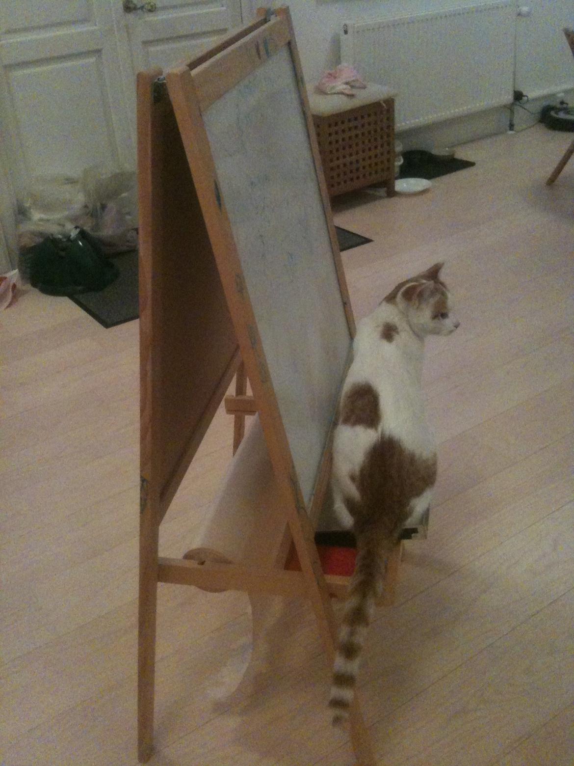 Huskat Pjevs billede 25