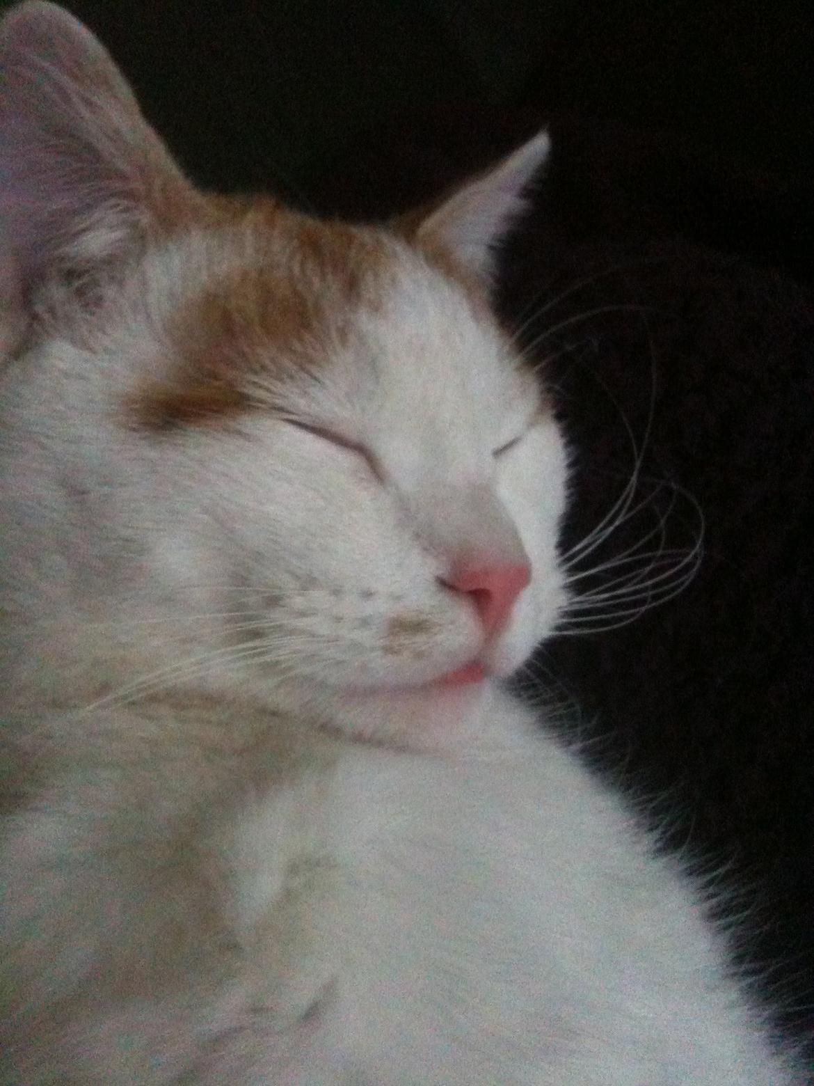 Huskat Pjevs billede 26