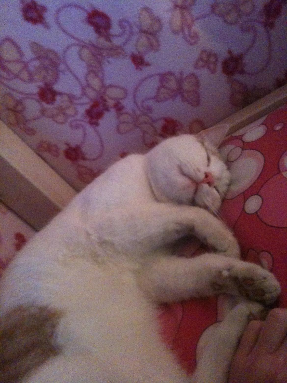 Huskat Pjevs billede 27