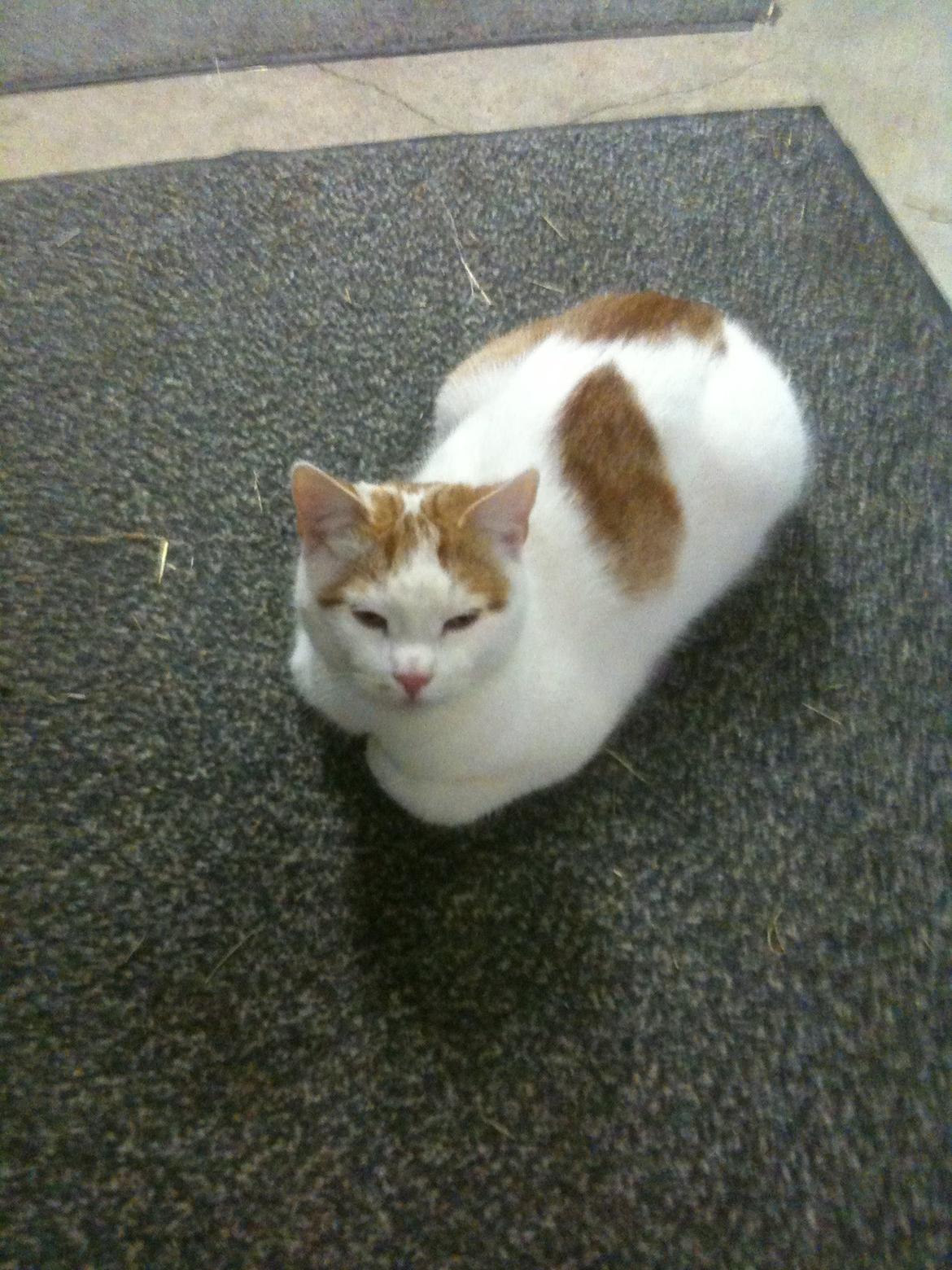 Huskat Pjevs billede 28