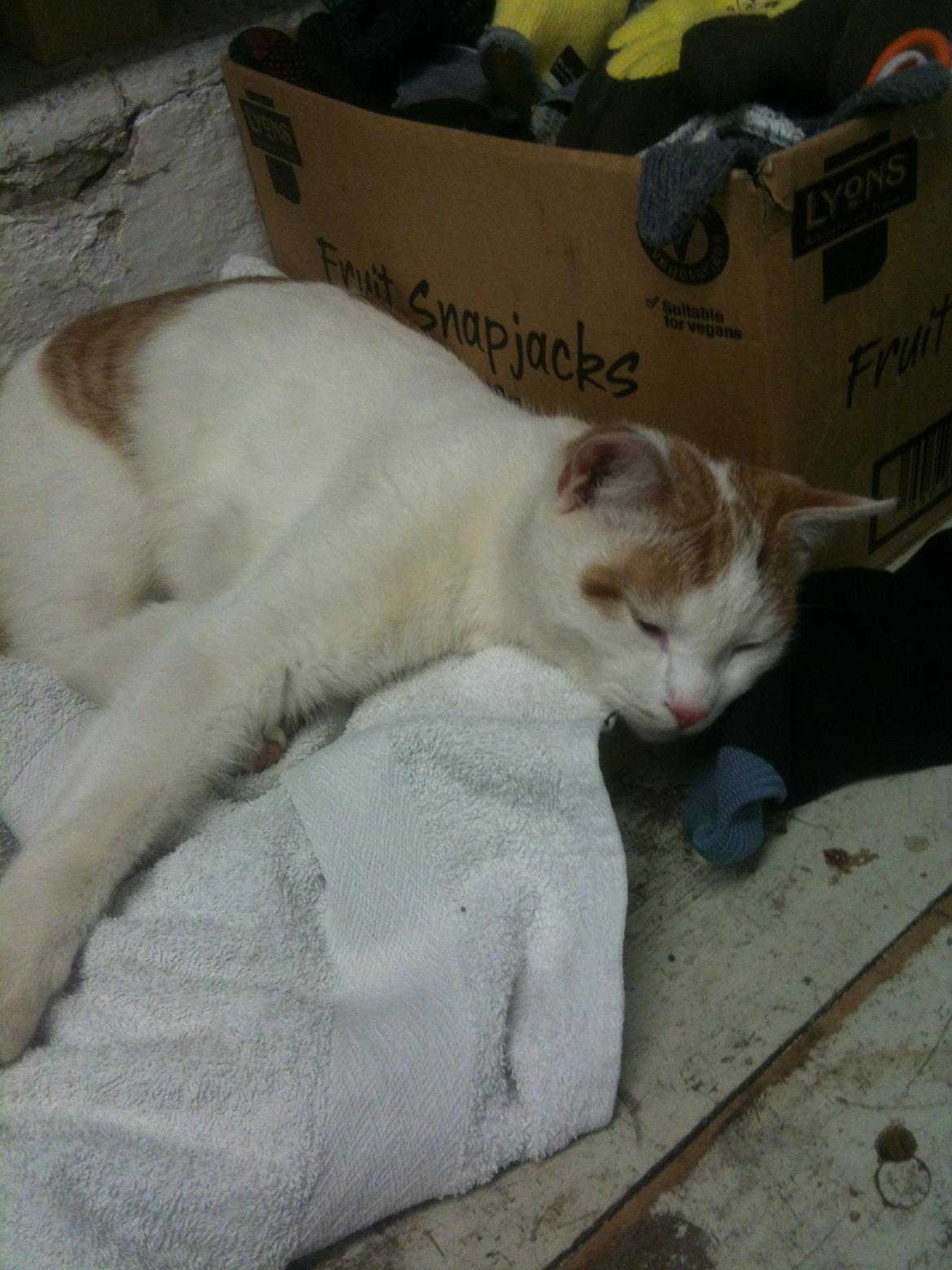 Huskat Pjevs billede 29