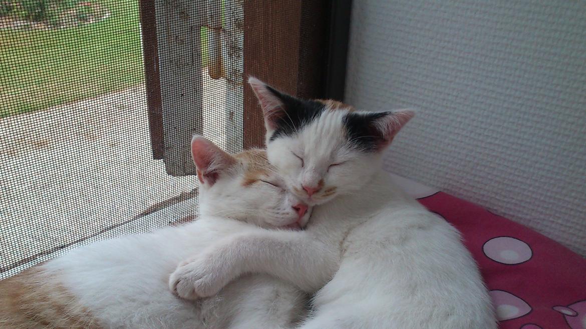 Huskat Pjevs billede 1